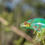Caméléon panthère