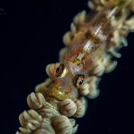 Gobie nain des antipathaires