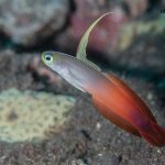 Poisson fléchette de feu