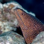 Murène ponctuée