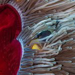 Poisson-clown de Maurice