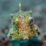 Poisson-coffre à épine dorsale